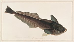Levende Haai Zuiger, uit Tekeningen van Vissen van Malakka, c.1805-18 door Chinese School