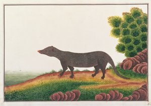 Mangoest, uit Tekeningen van Dieren, Insecten en Reptielen uit Malakka, ca. 1805-18 door Chinese School