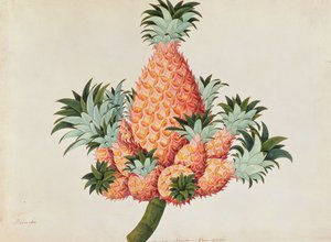 Nanas of Ananas, uit Tekeningen van Planten uit Malakka, c.1805-18