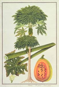 Papaja, De Papau of Caica Papaja, uit Tekeningen van Planten uit Malakka, c.1805-18 door Chinese School
