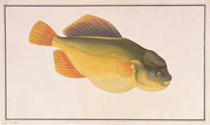 Kogelvis, uit Tekeningen van Vissen uit Malakka, c.1805-18