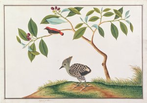 Scharlakenrugbloempecker met Grijs-en-Buff Specht, uit Tekeningen van Vogels uit Malakka, c.1805-18