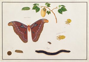 Zes geleedpotigen, uit Tekeningen van Dieren, Insecten en Reptielen uit Malakka, ca. 1805-18