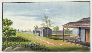 Theeplanten verzorgen door Chinese School
