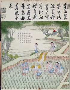 Wieden, De Rijstcultuur in China