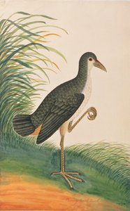 Witborstwaterhoen, uit Tekeningen van Vogels uit Malakka, c.1805-18