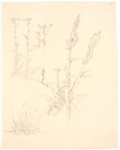 Plantstudies door Christen Købke