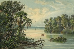 Regenwoud aan de benedenloop van de Amazone, Brazilië