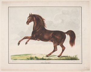Het Goedgevormde Paard door Christian David Gebauer