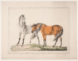 De paarden E & G