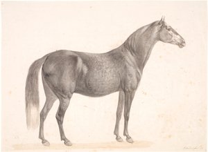 Zwart Paard