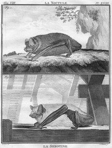 La Noctule & La Serotine, ca. 1763