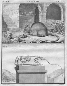 La Souris, c1763