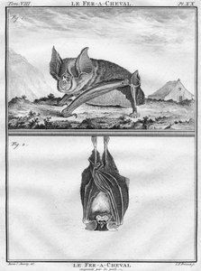 Le Fer-A-Cheval & Le Fer-A-Cheval opgehangen aan de voeten, ca. 1763