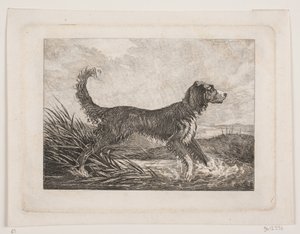 Een hond