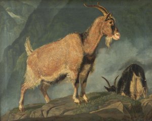 Geiten in de Alpen