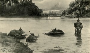 Olifanten badend in de Mahaweli-rivier, Ceylon
