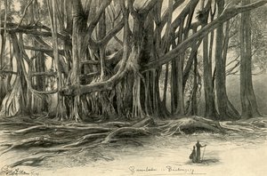 Reusachtige bomen in Buitenzorg, Java, 1898