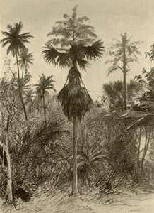Talipot Palm na Bloei, Ceylon door Christian Wilhelm Allers
