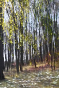 Abstract Forest Light door Christina Sillen