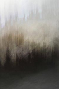 Samenvatting: Rust in het bos