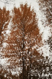 Herfstbladerdak door Christina Sillen