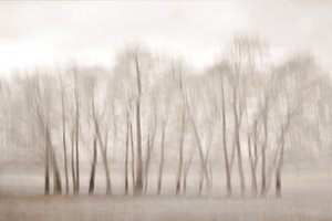 Kale bomen, zacht vervaagd door Christina Sillen