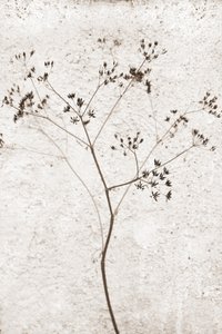Fijne gedroogde plant door Christina Sillen