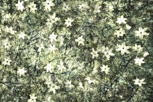 Verfijnde tuinbloemen door Christina Sillen