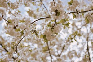 Tere lentebloesems door Christina Sillen