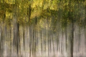 Dromerig herfstbos door Christina Sillen