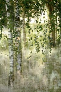 Dromerig berkenbos door Christina Sillen
