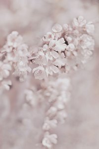Dromerige roze bloesems door Christina Sillen