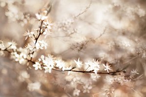 Dromerige witte bloesems door Christina Sillen