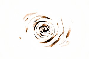 Elegante Sepia Rose door Christina Sillen