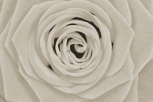 Elegante witte roos door Christina Sillen
