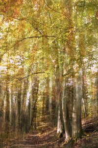 Het pad door het betoverde bos door Christina Sillen