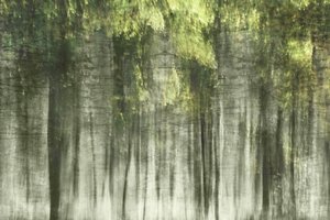 Etherisch boslicht door Christina Sillen