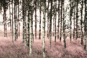 Etherische roze berken door Christina Sillen