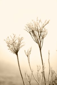 Etherische winterplanten