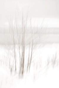 Etherische winterbossen door Christina Sillen