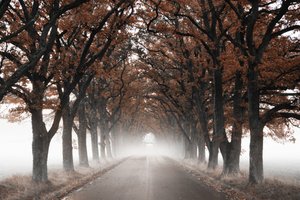 Mistige herfstboomtunnel door Christina Sillen