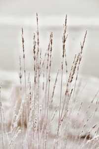 Beslagen wintergras door Christina Sillen