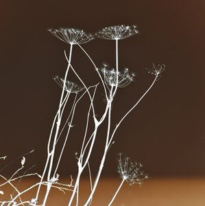 Stralende botanische vormen door Christina Sillen