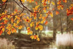 Gouden herfstbladeren van de eik door Christina Sillen