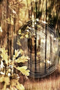Gouden herfstspinnenweb