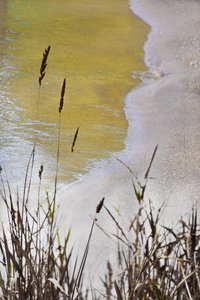 Golden Shore Reeds door Christina Sillen