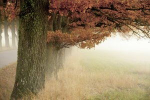  door Christina Sillen