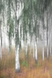 Mistig berkenbos