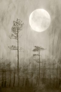 Misty Moon Over - Boek